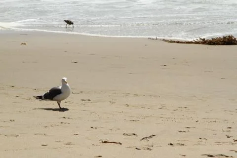 Seagull by the Sea Stock Photos