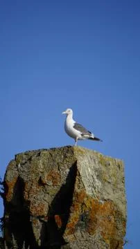 Seagull sea Stock Photos