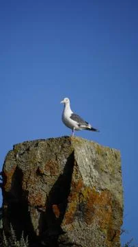 Seagull sea Stock Photos