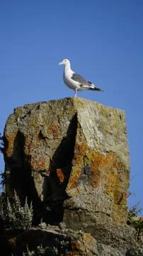 Seagull sea Foto stock