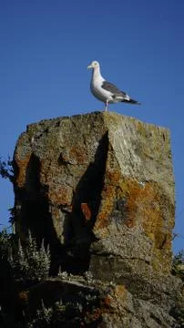 Seagull sea Stock Photos