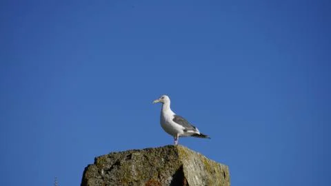 Seagull sea Foto stock