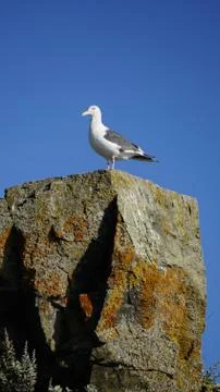 Seagull sea Stock Photos
