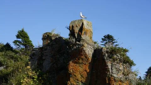 Seagull sea Foto stock