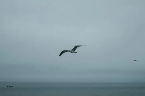 A seagull on the sea Stock Photos