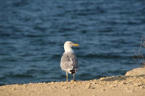 Seagull on the sea Stock Photos