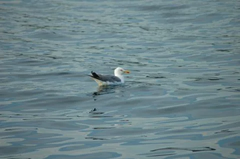 A seagull in the sea Stock Photos