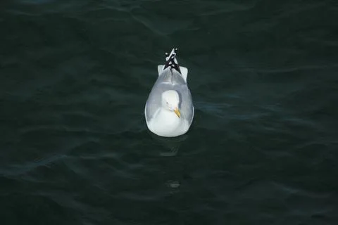 Seagull on the Sea Stock Photos