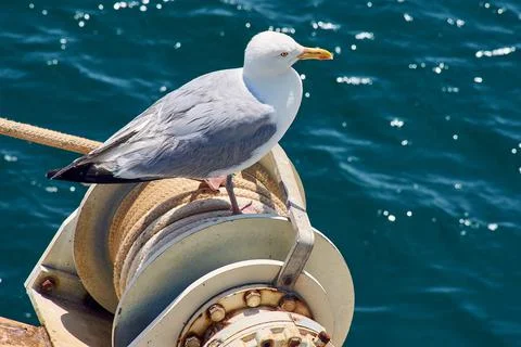 Seagull at the sea Stock Photos