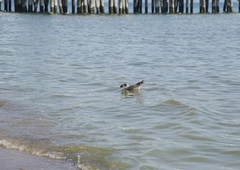 Seagull in the sea Stock Photos