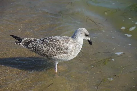Seagull in the sea Stock Photos