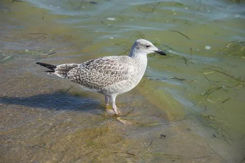 Seagull in the sea Stock Photos