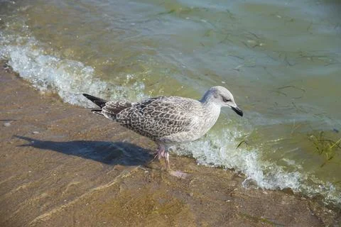 Seagull in the sea Stock Photos