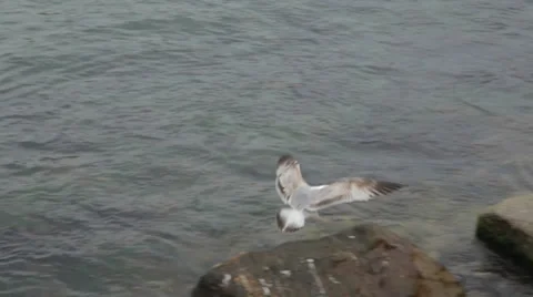 Seagull, Sea, Rock Stock Footage 37028864