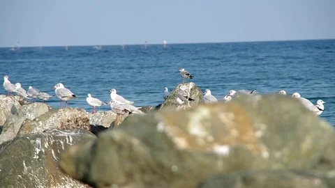 Seagull on the sea shore Stock Footage 70089849