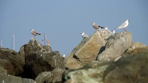 Seagull on the sea shore Stock Footage 70090126
