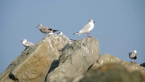 Seagull on the sea shore Stock Footage 70090155