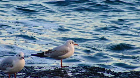 Seagull on the sea stands on the pier, wave surf Stock Footage 229894178