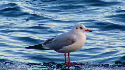 Seagull on the sea stands on the pier, wave surf Stock Footage 229895121