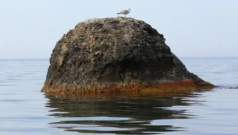 Seagull on a sea stone Vídeos de archivo 10953758