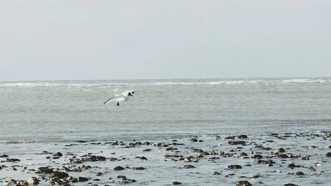 Seagull Seabird flying and diving for food in water in slo-mo Stock Footage 97929439