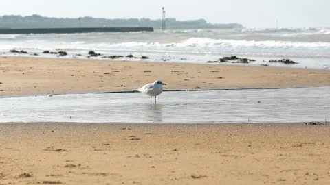 Seagull Seabird stands in pool on sandy beach Stock Footage 97929507