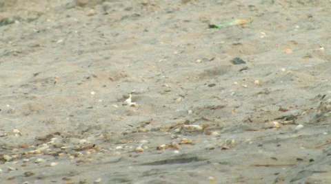 Seagull on seacoast. Video stock 579265