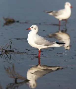 Seagull  by the sea/ocean Fotos de archivo