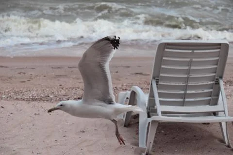 Seagull on the seashore close-up Stockfoto's