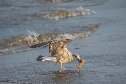 Seagull on the seashore, close-up Stock Photos