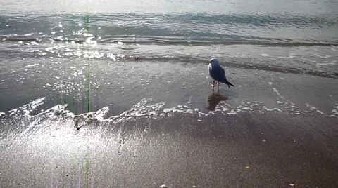Seagull at the seashore 库存影片 30370356