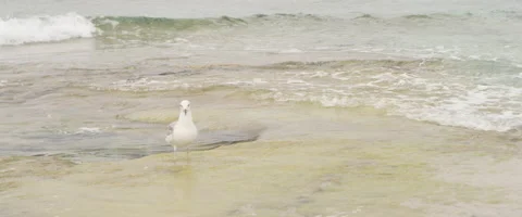Seagull on seashore Video stock 65826858