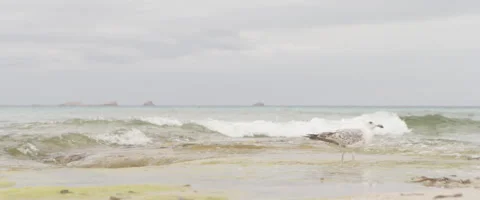 Seagull on seashore Stock Footage 65826861
