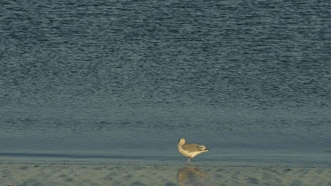 A seagull on the seashore Stock Footage 73889883