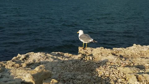 Seagull on the seashore Stock-Footage 176347993