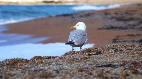 Seagull on a seashore looking around Stock Footage 124911813