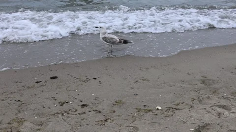 Seagull on the Seashore with Ocean Waves Stock Footage 336586324