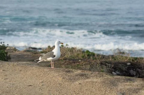 Seagull by the seashore Stock Photos