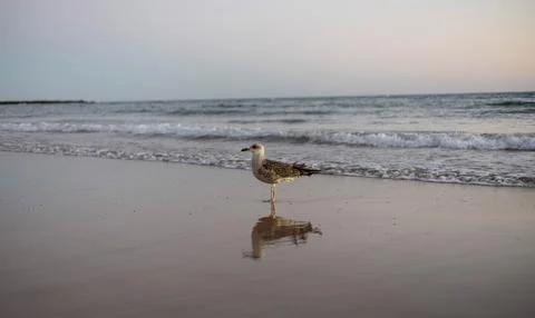 A seagull on the seashore Stock Photos