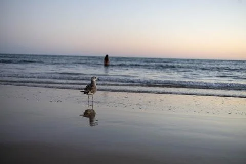 Seagull on the seashore Stock Photos