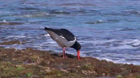 A seagull on seashore shot Stock Footage 83527606