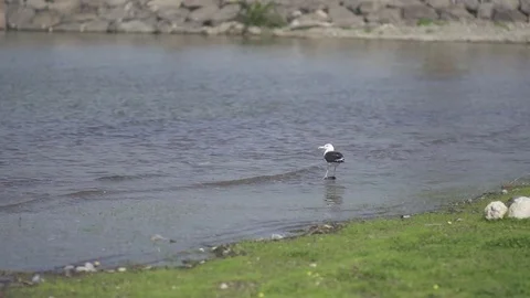 Seagull On A Seashore. Slow Motion Stock Footage 80384894