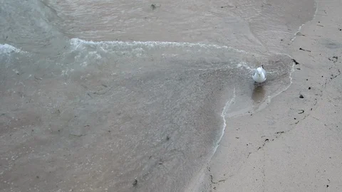 The seagull on the seashore waiting for the waves that bring food for her Stock Footage 111724337