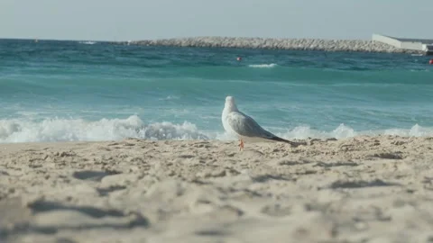 Seagull on a Seaside beach Stock Footage 299815901