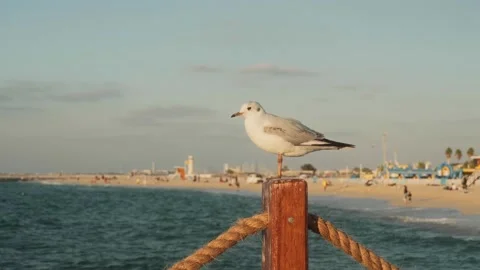 Seagull Seaside beach Stock Footage 299818613