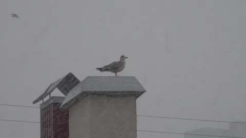 Seagull seating on chimney in snowfall and flying away Stock Footage 102710595