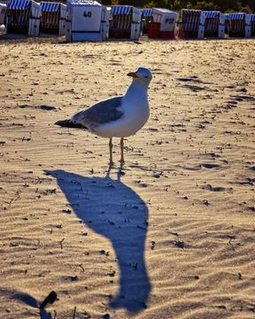 Seagull with shadow on the beach. Foto stock