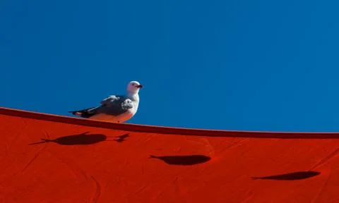 Seagull Shadows Stock Photos