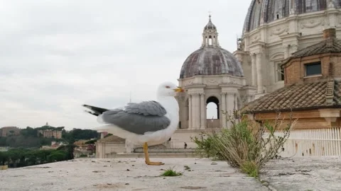Seagull shakes and cleans itself Stock Footage 169459641