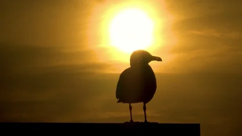 Seagull shape at sunset. Stock Footage 109593715